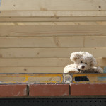 Roof - Big Ted Checking the Lintel