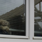 Roof - Big Ted Watching in the Rain