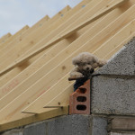 Roof - Big Ted on gable end pointing